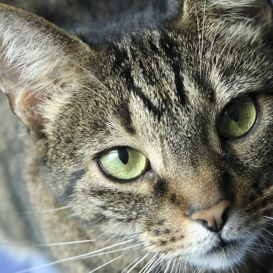Casos de tuberculosis en gatos por comida crudaClinica Veterinaria Chicureo Blog Perros Gatos Parvo Virus Prevencion Urgencias 840 blog articulos de mascotas dermatologia cardiologia perros gatos ecocardio alimentos farmacia bravecto peluqueria canina.jpg