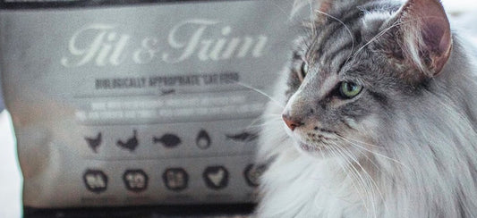 ¿Por qué mi gato está siempre con apetito?
