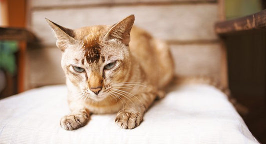 ¿Cómo mantener a nuestros gatos senior activos?