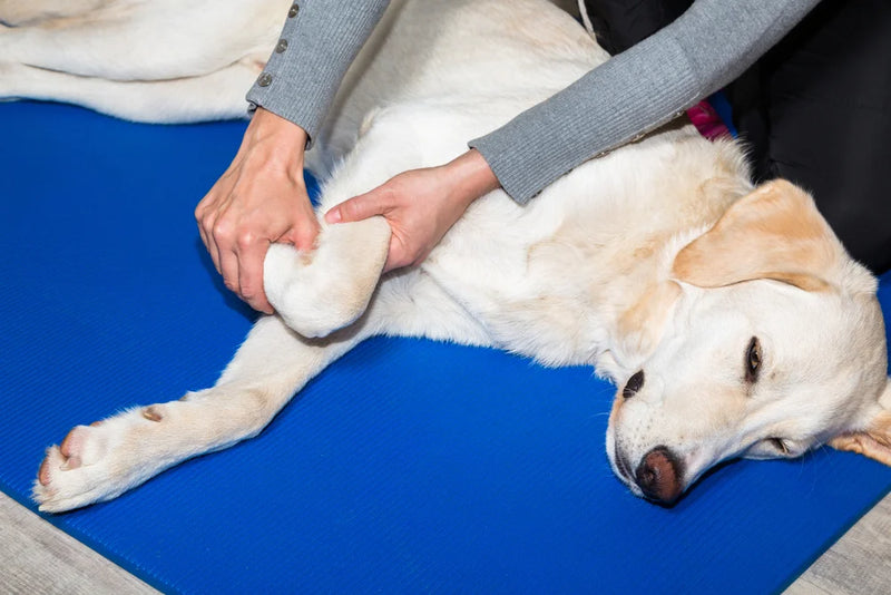 Fisioterapia para perros y rehabilitación canina