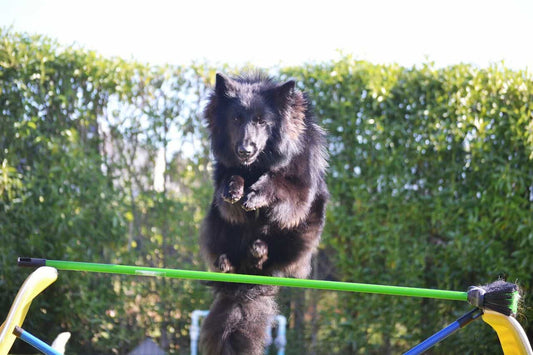 ¿Por qué es importante entrenar tu perro?