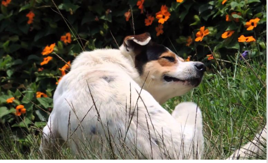 picaduras de pulgas y garrapatas en pieles sensibles de perros