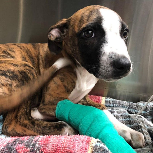 Clinica Veterinaria Chicureo Blog Perros Gatos Parvo Virus Prevencion Urgencias