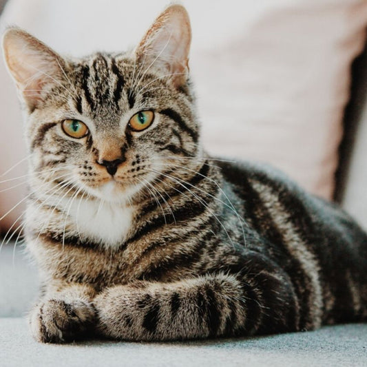 Clinica Veterinaria Chicureo Blog Perros Gatos Parvo Virus Prevencion Urgencias 840 blog articulos de mascotas dermatologia cardiologia perros gatos ecocardio alimentos farmacia bravecto peluqueria canina.jpg