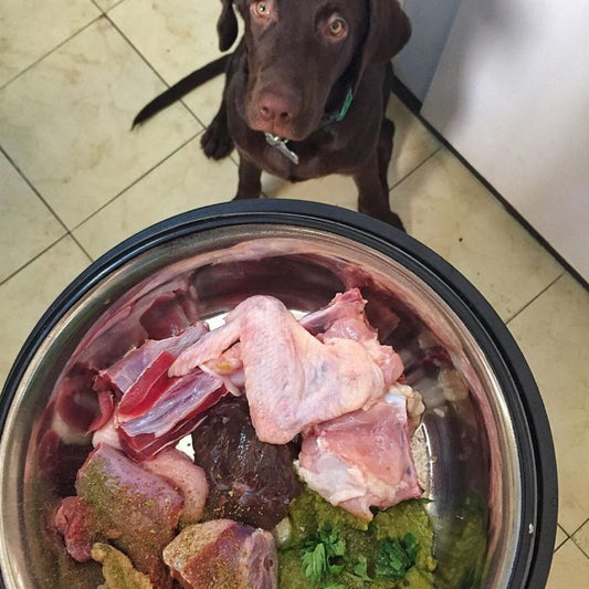 Clinica Veterinaria Chicureo Blog Perros Gatos Parvo Virus Prevencion Urgencias dieta barf en perros