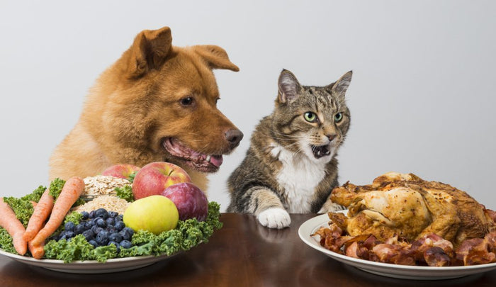 discusion sobre la dieta vegana en perros y gatos clínica veterinaria chicureo