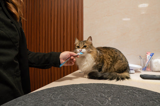 Mi gato no come: ¿cuándo debo preocuparme y llevarlo al veterinario?