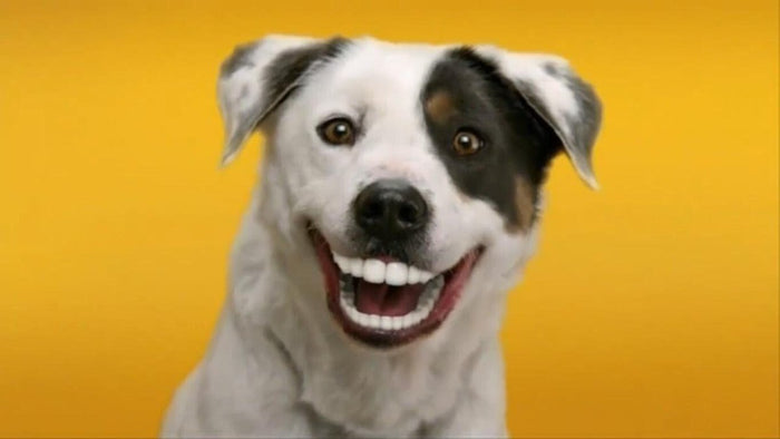 Higiene oral en perros adultos