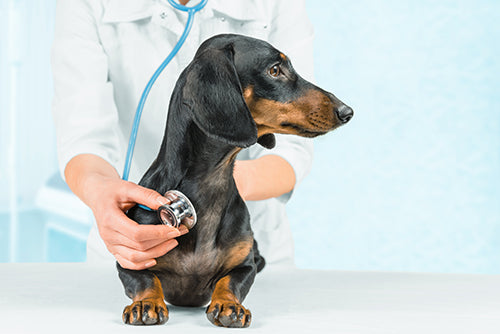 Perro salchicha en su primera consulta en la clínica veterinaria chicureo