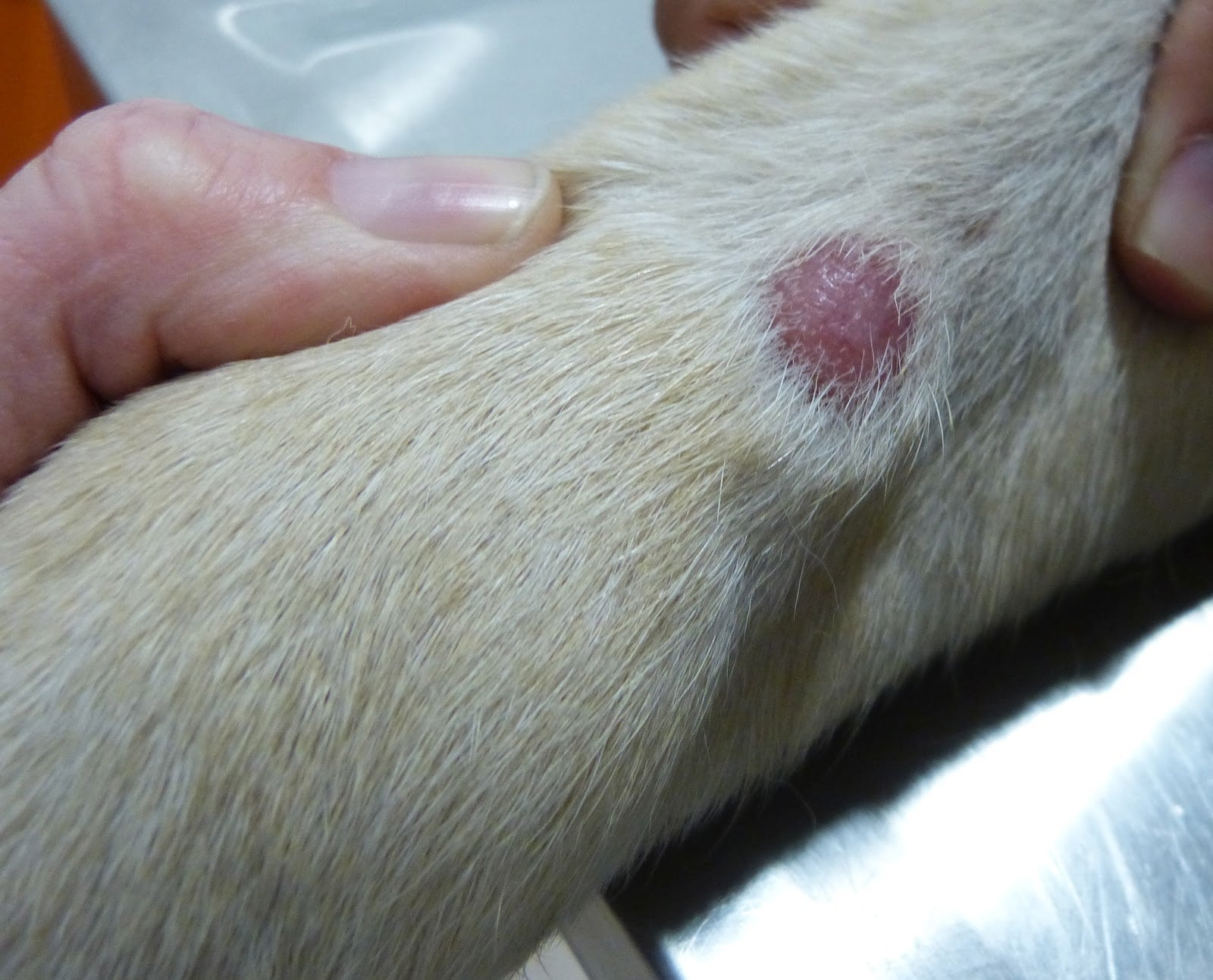 Mastocitoma cutáneo en perro de razas grandes