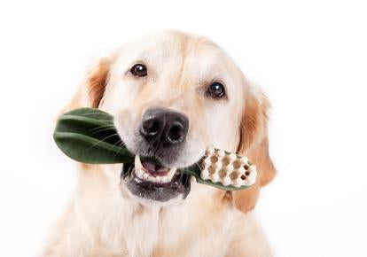 dientes perros veterinaria chicureo