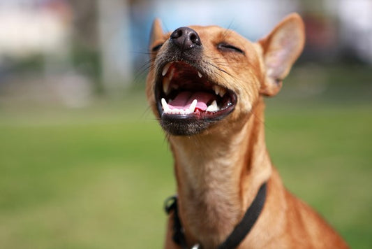 Higiene oral para gatos y perros