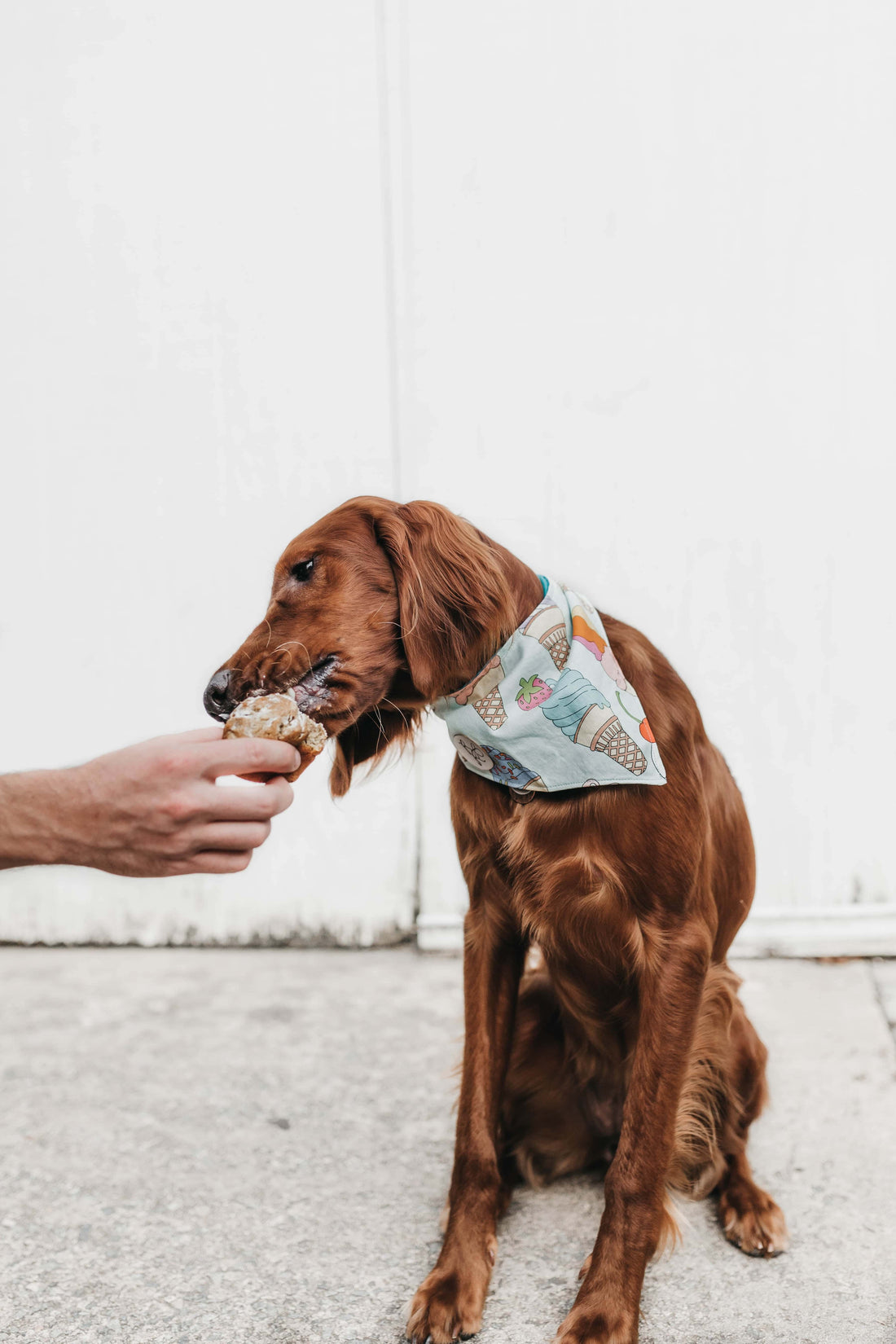 ¿Qué se dice de nuestras mascotas? Origen en la alimentación.