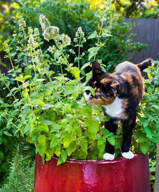 Catnip Gatos Veterinaria Chicureo