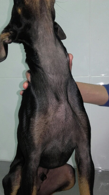 displasia folicular en perros negros y mayores veterinaria