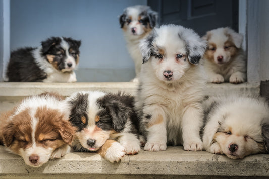 Consulta Cachorro Clínica Veterinaria Chicureo