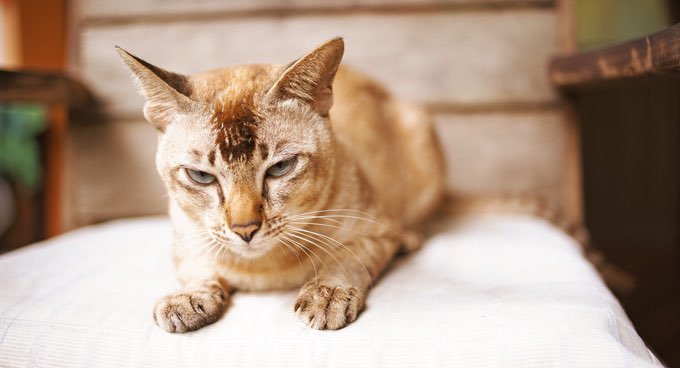 ¿Cómo mantener a nuestros gatos senior activos?