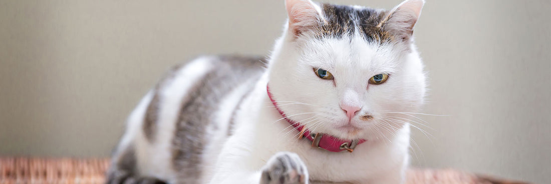 nombre de gatos blancos