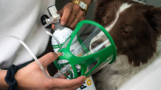 Pancreatitis aguda en un paciente canino: del vómito a la hospitalización y seguimiento clínico