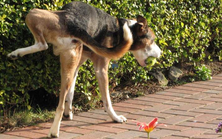 enfermedades del tracto urinario perros clínica veterinaria chicureo