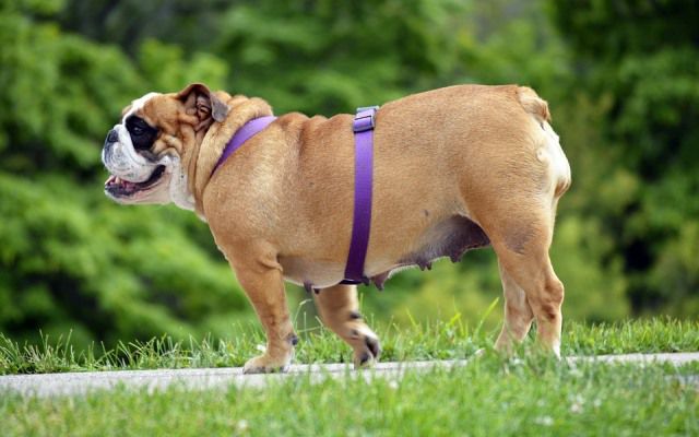 Manejo del peso y la obesidad en perros