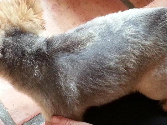 hiperpigmentacion en perros dermatologia