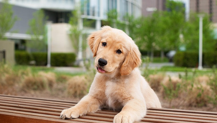 peluqueria y beneficios de bañar a nuestros perros en clinica veterinaria chicureo