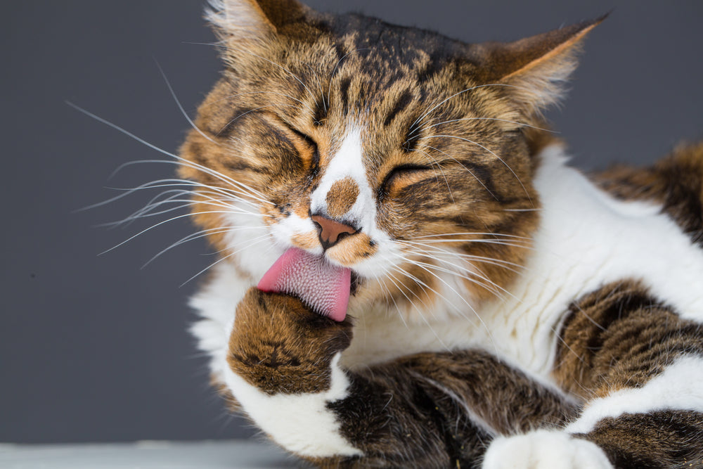 Prevenir las bolas de pelo en tus gatos