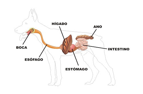 Fisiología del aparato digestivo en perros y gatos