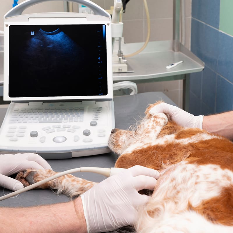 Dog receiving an ultrasound examination in a veterinary clinic.